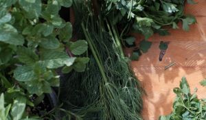 תמונה דקורטיבית - עשבי תיבול